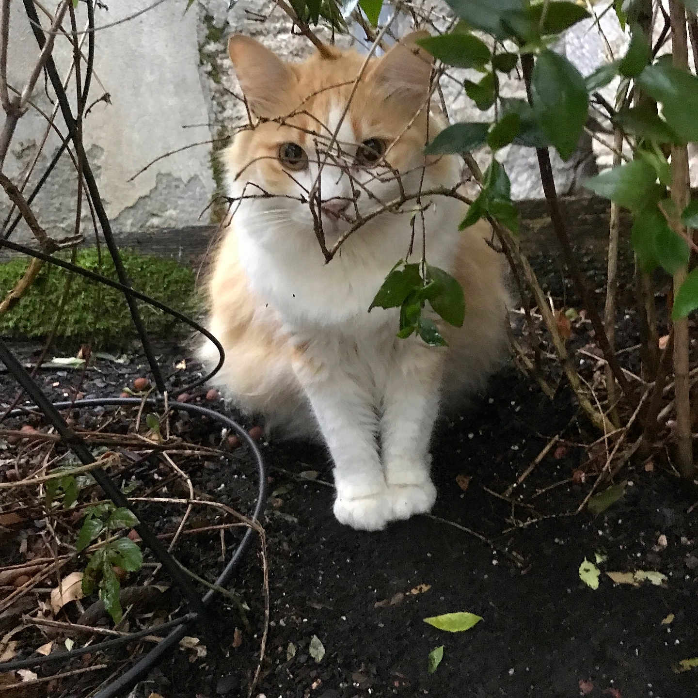 Pompounette