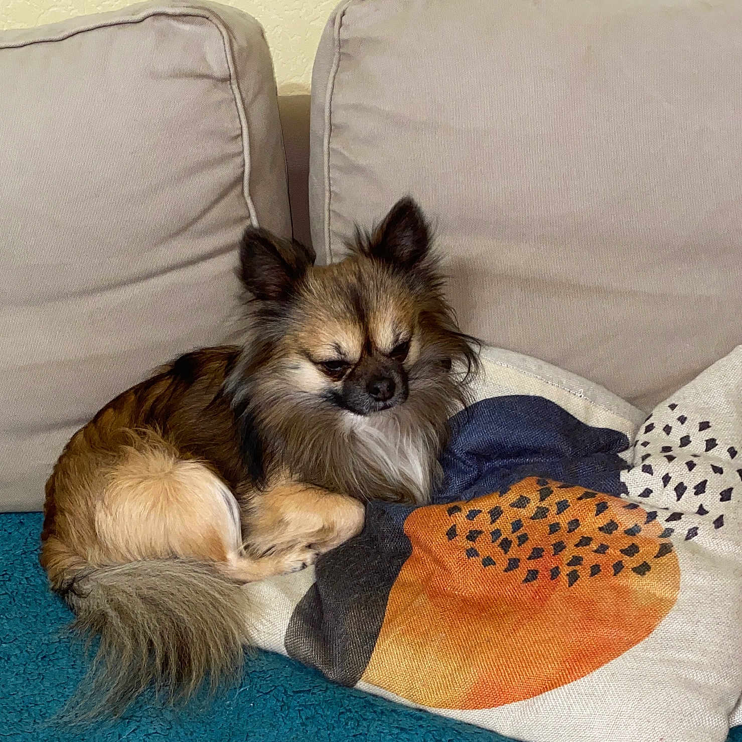 Chantal Balmisse a rejoint le concours — aidez-le/la à gagner de superbes lots ! black_fur, blanket, couch, cozy, dog, ears, face, fluffy, furniture, home, indoor, living_room, pet, pillow, relaxed, resting, sleepy, small_dog, tail, tan_fur
