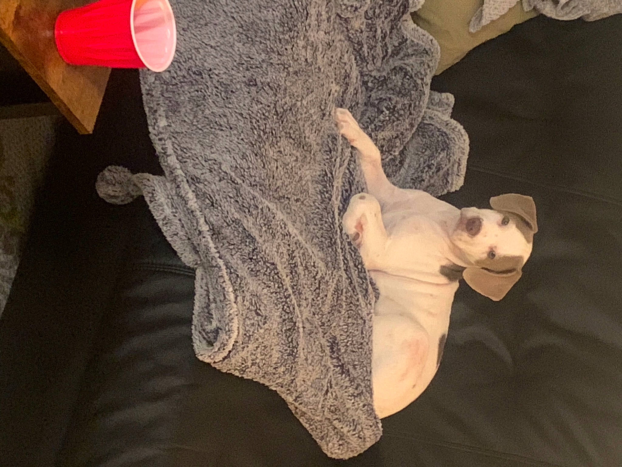 Bowie joined the competition — help win amazing prizes! arm, art, dress, finger, fur, gesture, hand, headgear, human_body, human_leg, leg, plant, sculpture, shoulder, textile, toy, tree, trunk, wood