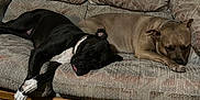 Purple And Stitch joined the competition — help win amazing prizes! dog, sleeping, couch, indoor, furniture, black_dog, tan_dog, resting, canine, relaxation, living_room, carpet, door, wooden_door, paw, tongue, two_dogs, pet, domestic_animal, cozy