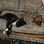 dog, sleeping, couch, indoor, furniture, black_dog, tan_dog, resting, canine, relaxation, living_room, carpet, door, wooden_door, paw, tongue, two_dogs, pet, domestic_animal, cozy