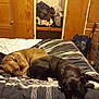 Purple And Stitch is registered to the contest to win money with this photo: dog, sleeping, bed, bedroom, blanket, striped, wooden_cabinet, clutter, sign, denver_broncos, resting, pet, cozy, indoor, two_dogs, black_dog, brown_dog, furniture, relaxation, canine