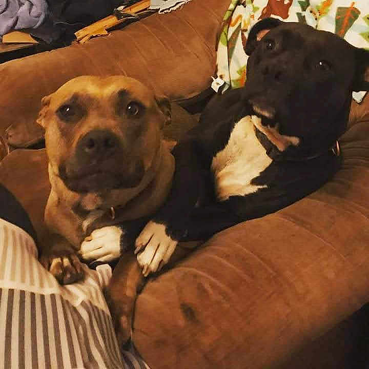 Purple And Stitch joined the competition — help win amazing prizes! dog, brown_coat, black_coat, white_markings, couch, indoor, pets, animal, paw, closeup, companions, relaxed, cute, friendship, canine, fur, domestic, cozy, living_room, snuggle