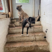 Purple And Stitch is registered to the contest to win money with this photo: dog, stairs, door, window, indoor, pet, animal, brown_dog, black_dog, collar, concrete, rustic, shovel, wall, floor, step, fence, greenery, light, shadow