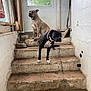 dog, stairs, door, window, indoor, pet, animal, brown_dog, black_dog, collar, concrete, rustic, shovel, wall, floor, step, fence, greenery, light, shadow