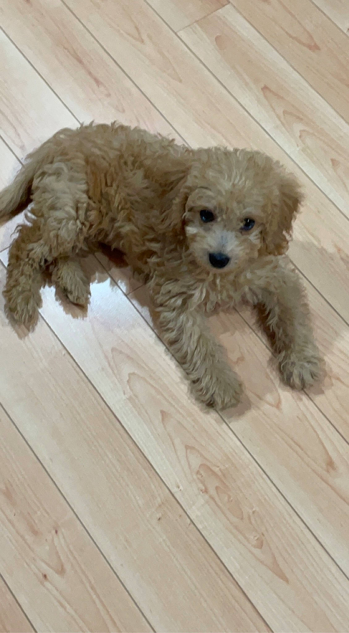Nutmeg is registered to the contest to win money with this photo: carnivore, companion_dog, dog, dog_breed, dog_supply, flooring, fur, hardwood, labradoodle, plank, poodle, shih_poo, small_terrier, snout, sporting_group, terrier, toy_dog, water_dog, wood, yorkipoo