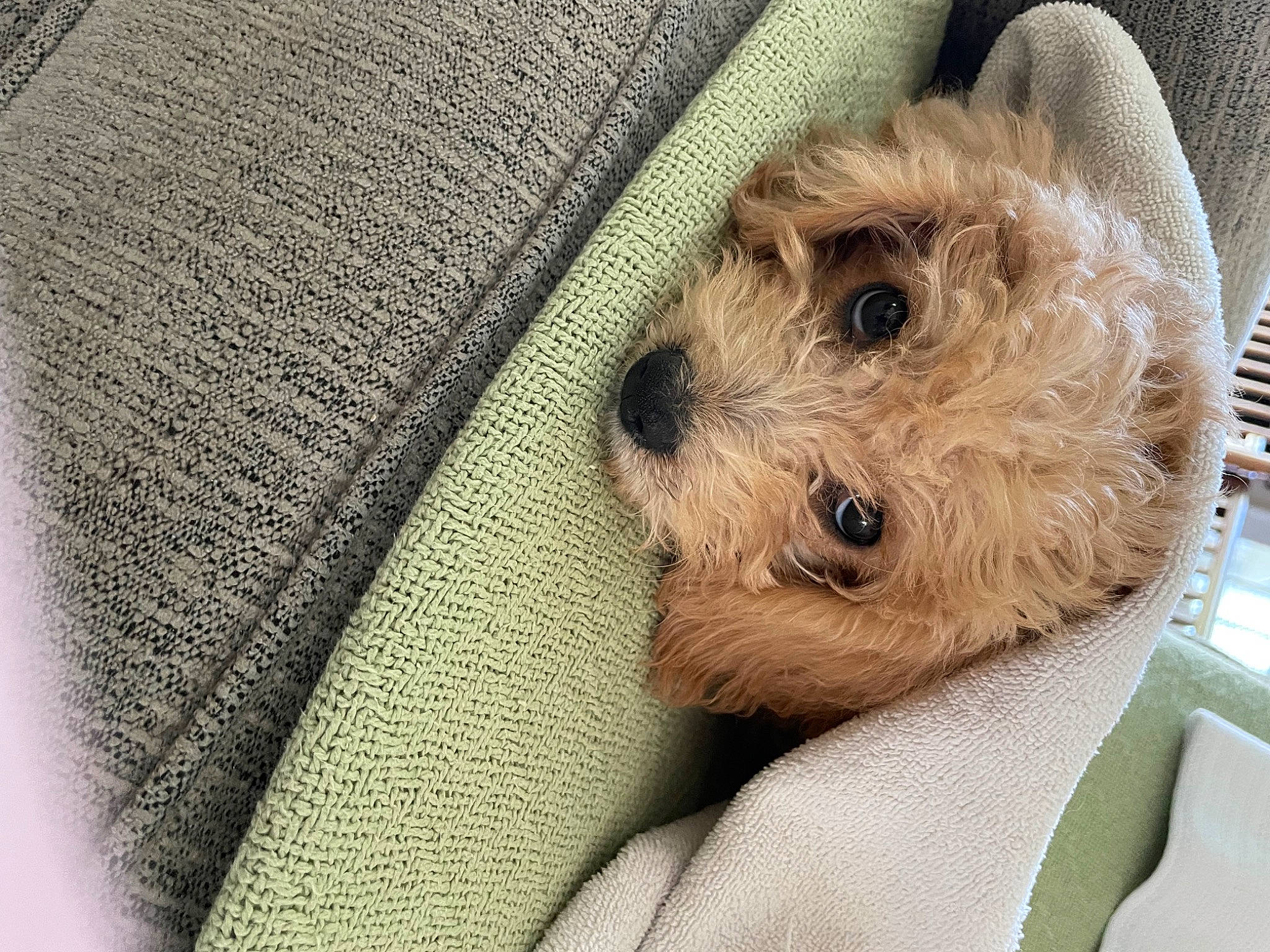 Nutmeg is registered to the contest to win money with this photo: button, carnivore, comfort, companion_dog, dog, dog_breed, fawn, fur, labradoodle, linens, sleeve, small_terrier, snout, stuffed_toy, terrier, toy, toy_dog, whiskers, wool, woven_fabric
