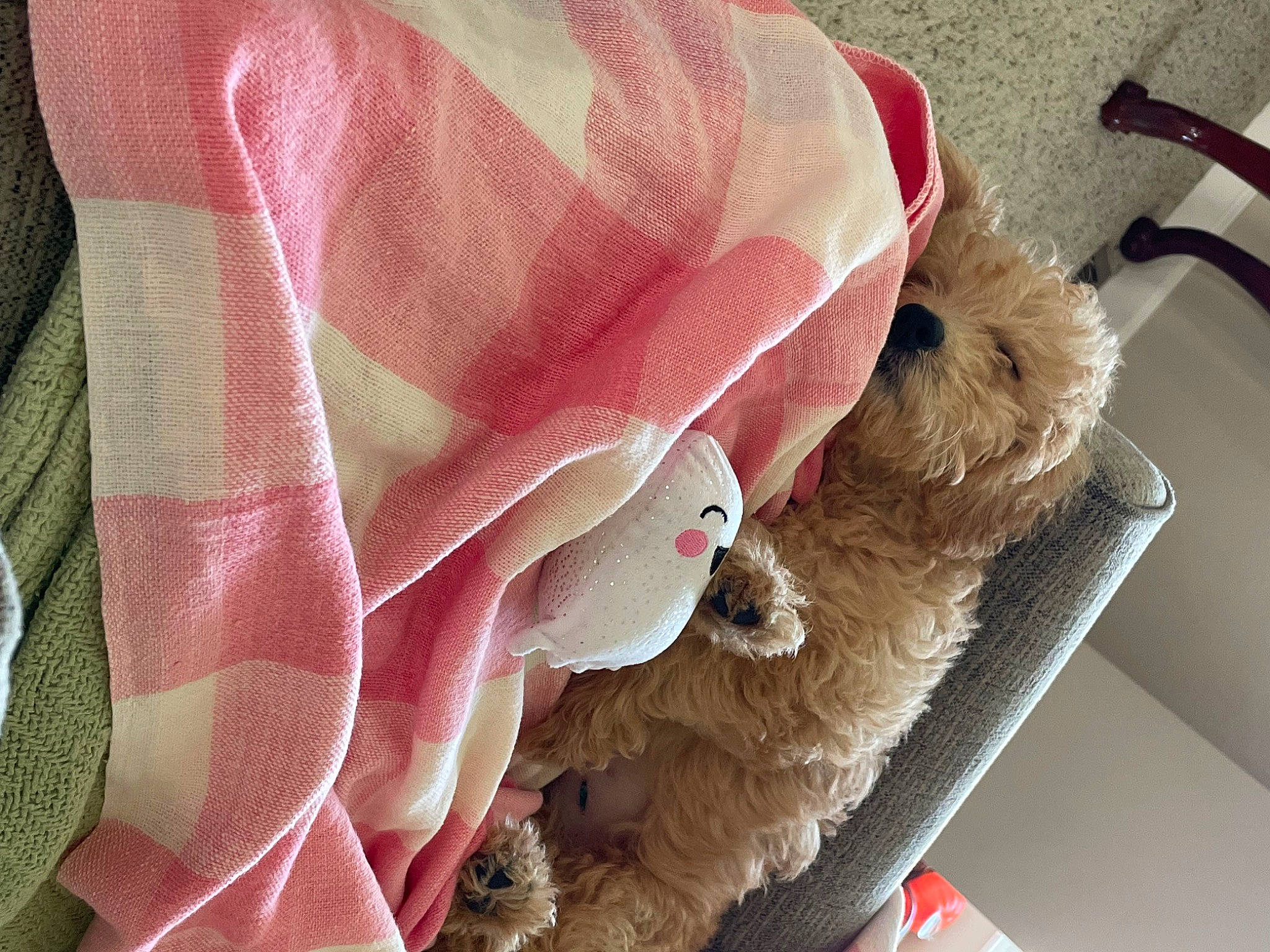 Nutmeg is registered to the contest to win money with this photo: art, carnivore, comfort, companion_dog, dog, dog_breed, dog_supply, fashion_accessory, fur, linens, liver, magenta, natural_material, pattern, peach, pet_supply, terrier, toy_dog, working_animal