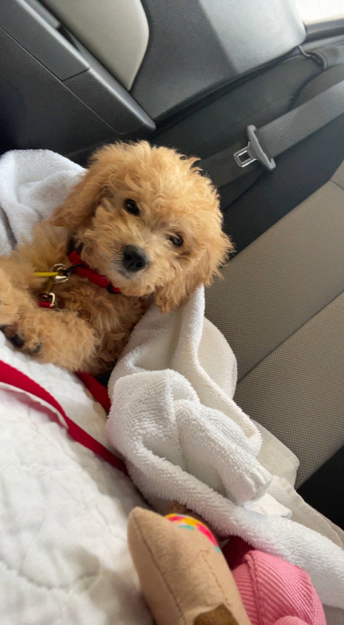 Nutmeg joined the competition — help win amazing prizes! canidae, car_seat, carnivore, comfort, companion_dog, dog, dog_breed, dog_clothes, fawn, fur, labradoodle, poodle, small_terrier, snout, sporting_group, terrier, toy, toy_dog, vehicle_door, working_animal