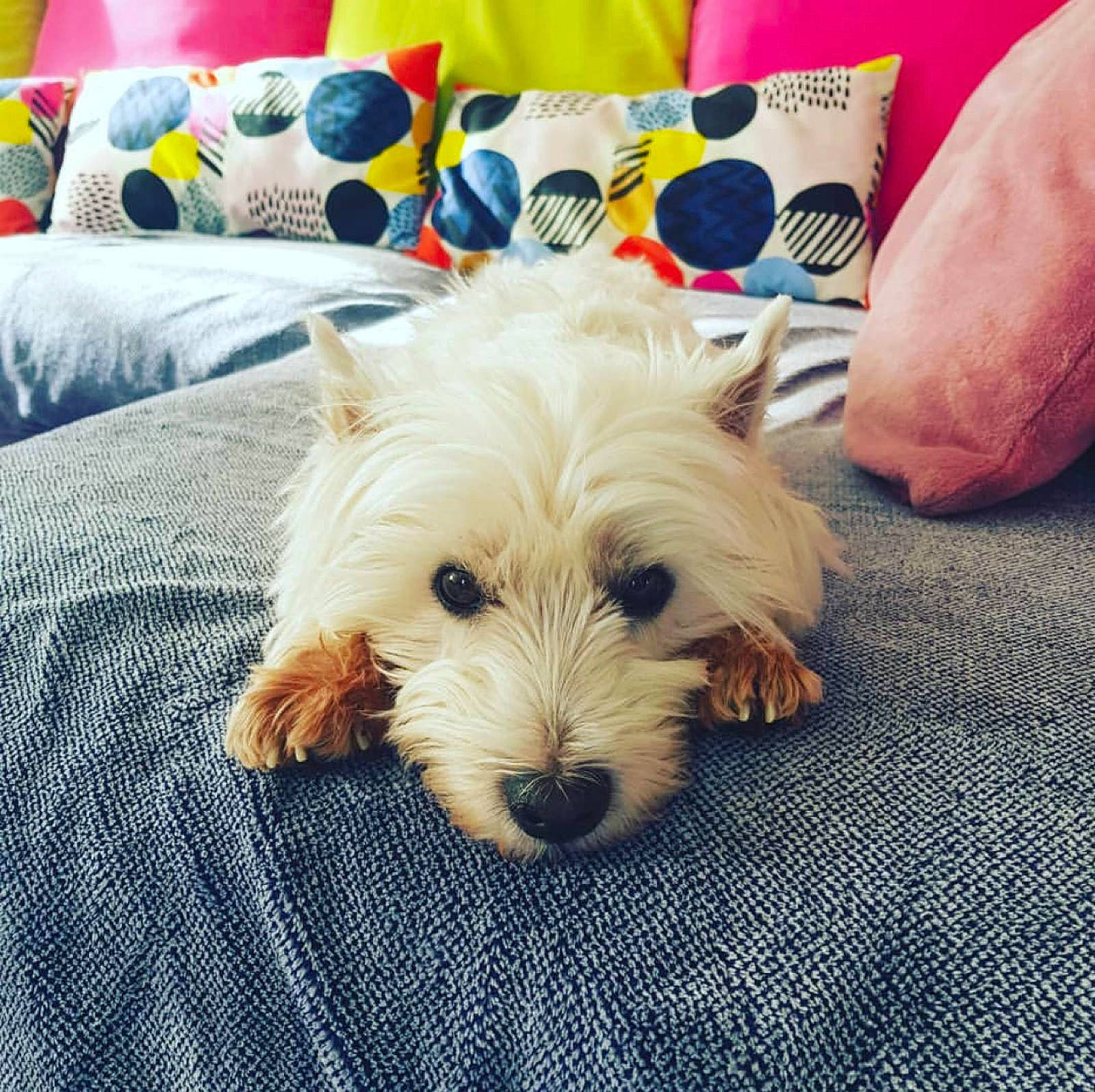 Lenny participe au concours pour gagner de l'argent avec cette photo : canidae, carnivore, comfort, companion_dog, dog, dog_breed, dog_supply, flooring, fur, linens, pattern, pillow, puppy_love, sitting, small_terrier, sporting_group, square, terrier, throw_pillow, toy_dog