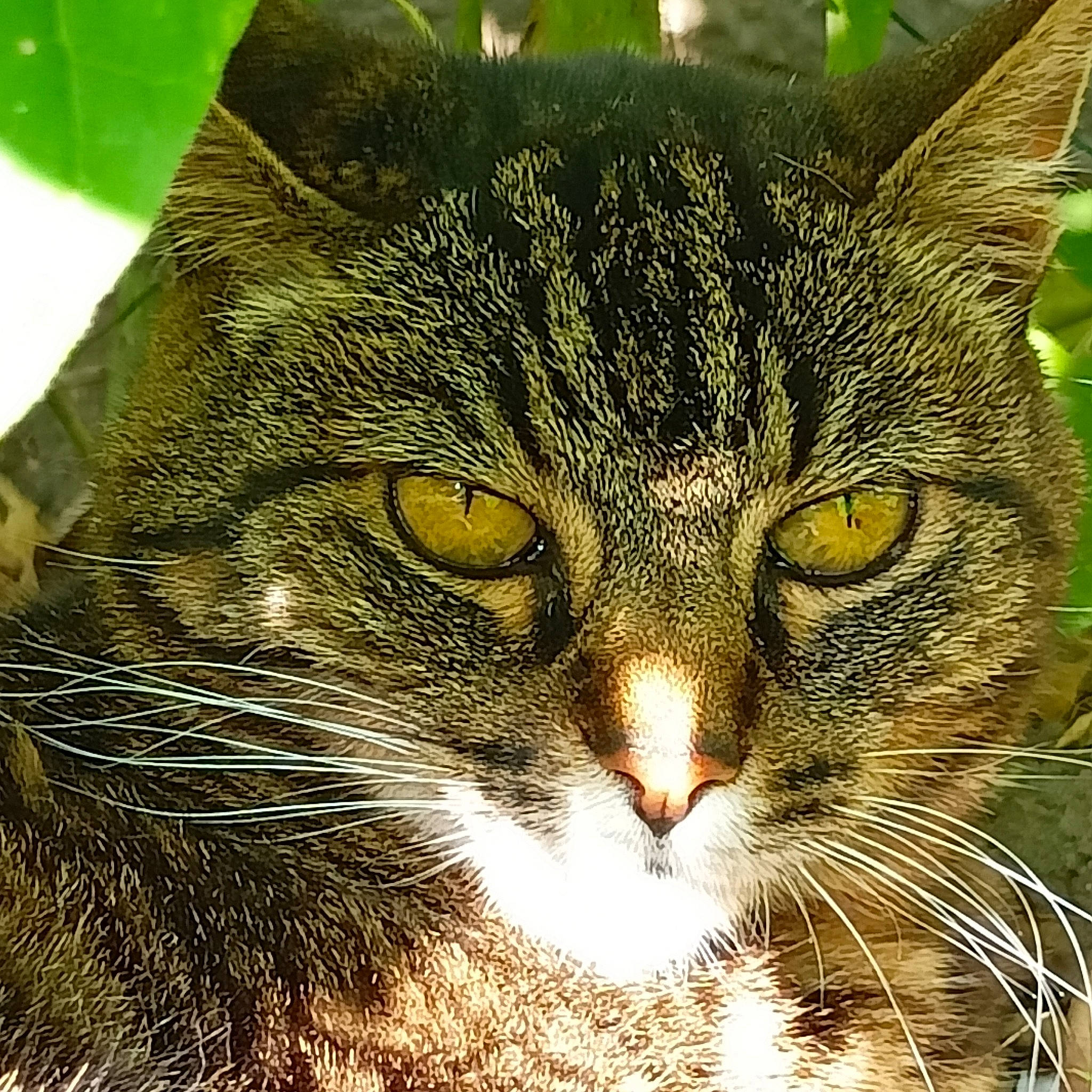 Venus participe au concours pour gagner de l'argent avec cette photo : carnivore, cat, domestic_short_haired_cat, eye, felidae, fur, grass, head, small_to_medium_sized_cats, snout, terrestrial_animal, tree, whiskers, wildlife