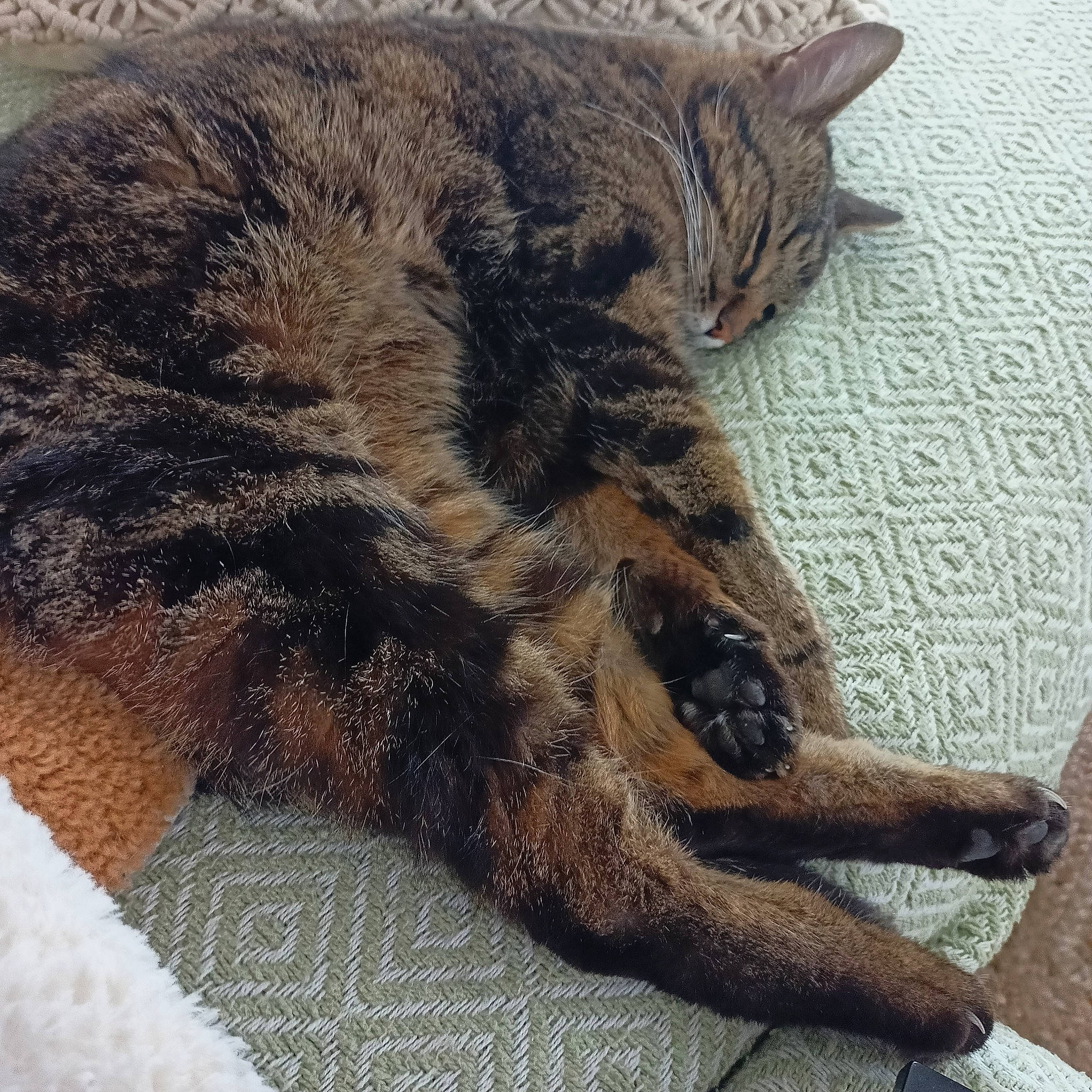 Venus participe au concours pour gagner de l'argent avec cette photo : carnivore, cat, claw, comfort, domestic_short_haired_cat, felidae, foot, fur, human_leg, nap, paw, sand, sleep, small_to_medium_sized_cats, snout, tail, terrestrial_animal, whiskers