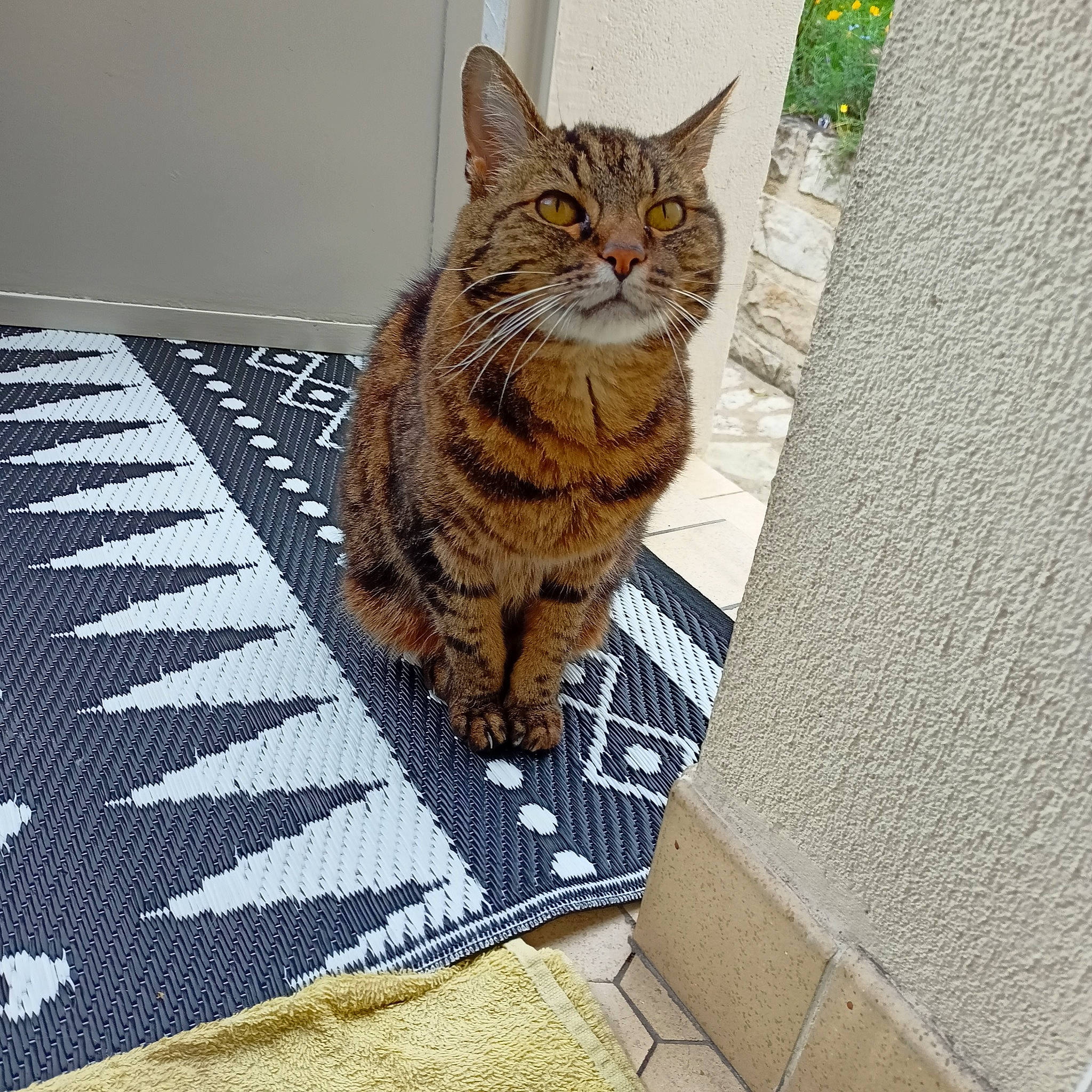 Venus a rejoint le concours — aidez-le/la à gagner de superbes lots ! carnivore, cat, domestic_short_haired_cat, fawn, felidae, flooring, fur, grey, pattern, paw, rectangle, road_surface, small_to_medium_sized_cats, snout, tail, terrestrial_animal, tree, whiskers, window, wood