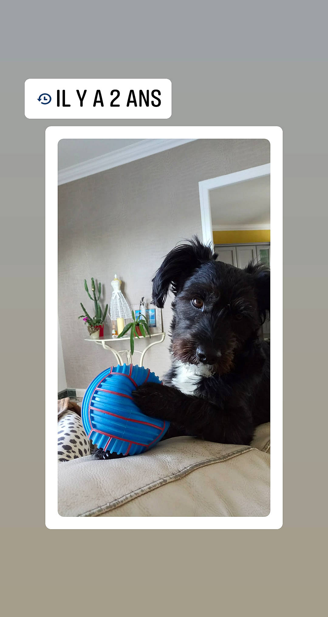 Aston participe au concours pour gagner de l'argent avec cette photo : canidae, carnivore, dog, dog_breed, labradoodle, poodle, portuguese_water_dog, puppy, sitting, spanish_water_dog, sporting_group