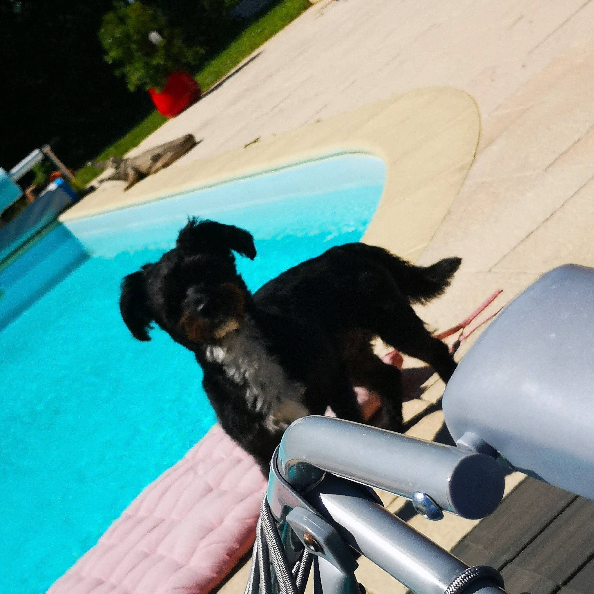 Aston a rejoint le concours — aidez-le/la à gagner de superbes lots ! canidae, dog, dog_breed, sporting_group