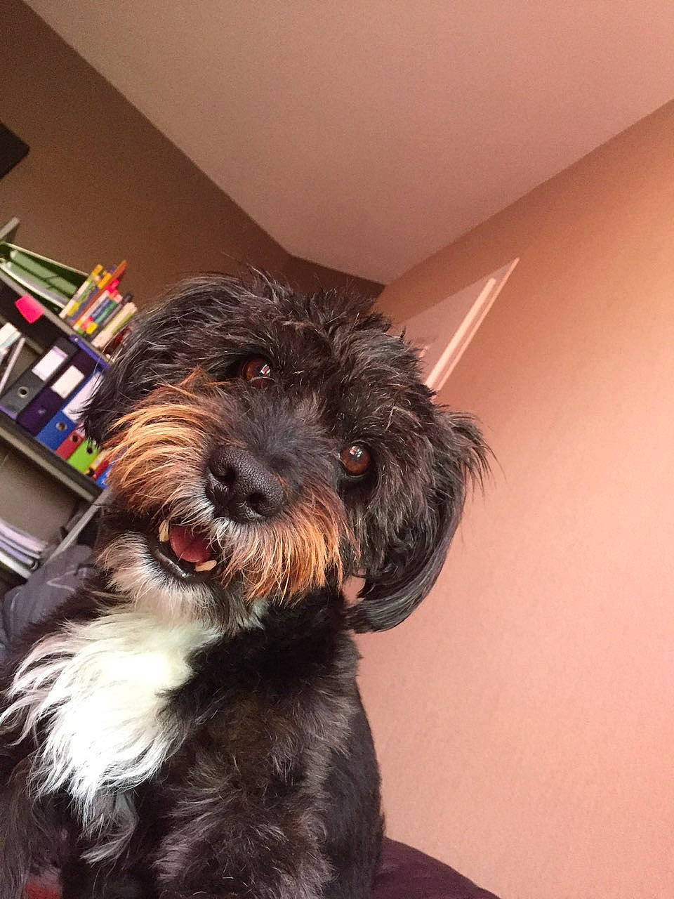 Aston a rejoint le concours — aidez-le/la à gagner de superbes lots ! affenpinscher, bolonka, canidae, carnivore, cavapoo, cockapoo, dog, dog_breed, fur, havanese, mammal, miniature_schnauzer, non_sporting_group, schnoodle, snout, sporting_group, terrier, tibetan_terrier, toy_dog, vertebrate