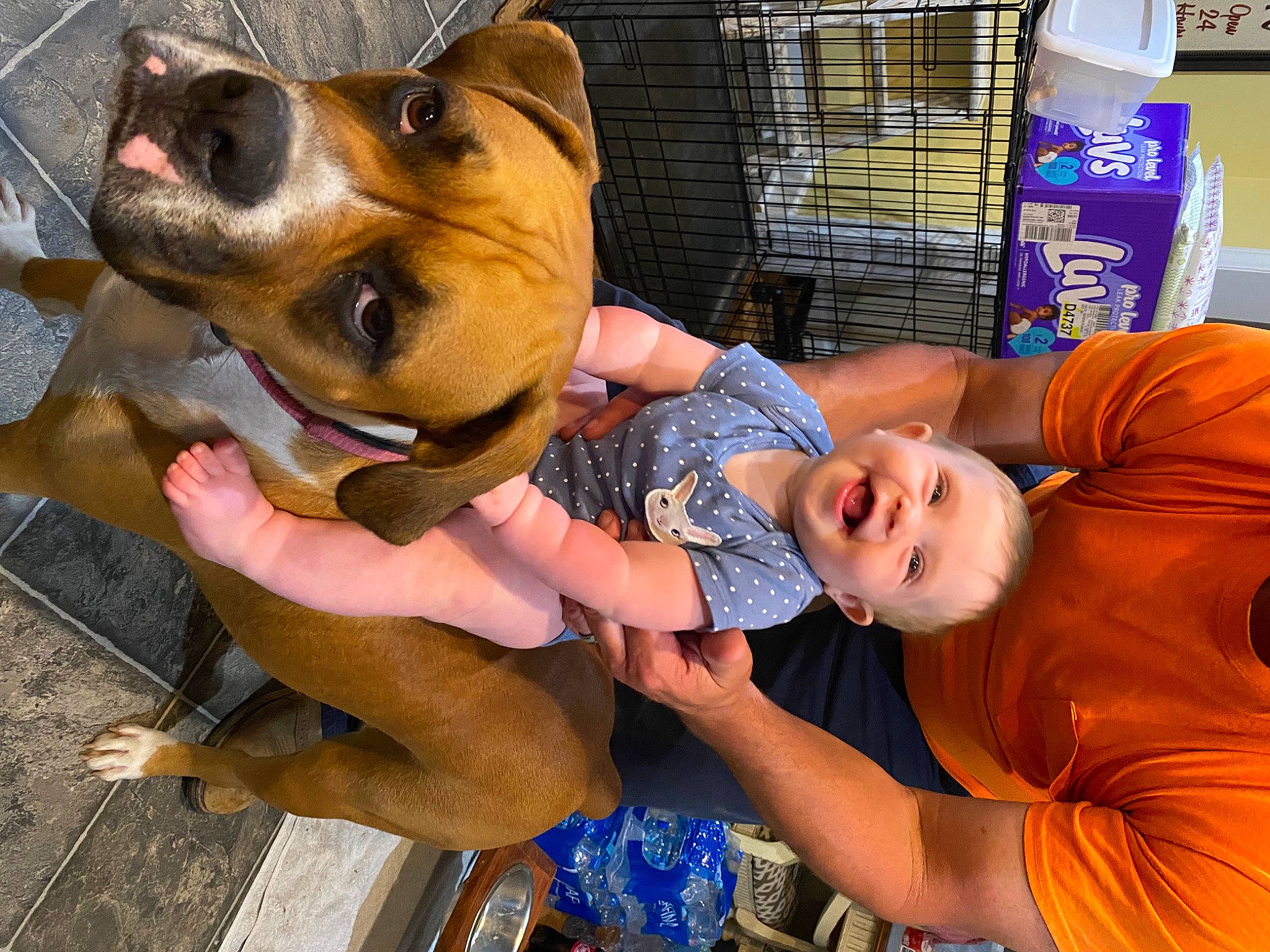 Skylar joined the competition — help win amazing prizes! canidae, carnivore, collar, companion_dog, dog, dog_breed, dog_collar, dog_supply, fawn, fun, happy, hat, leisure, person, shorts, smile, snout, sporting_group, whiskers, working_animal