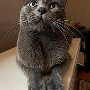 Milo joined the competition — help win amazing prizes! cat, gray_cat, feline, pet, whiskers, green_eyes, curious, indoor, close_up, fur, paws, animal, domestic_animal, looking_up, sitting, table, soft_light, household, mammal, portrait
