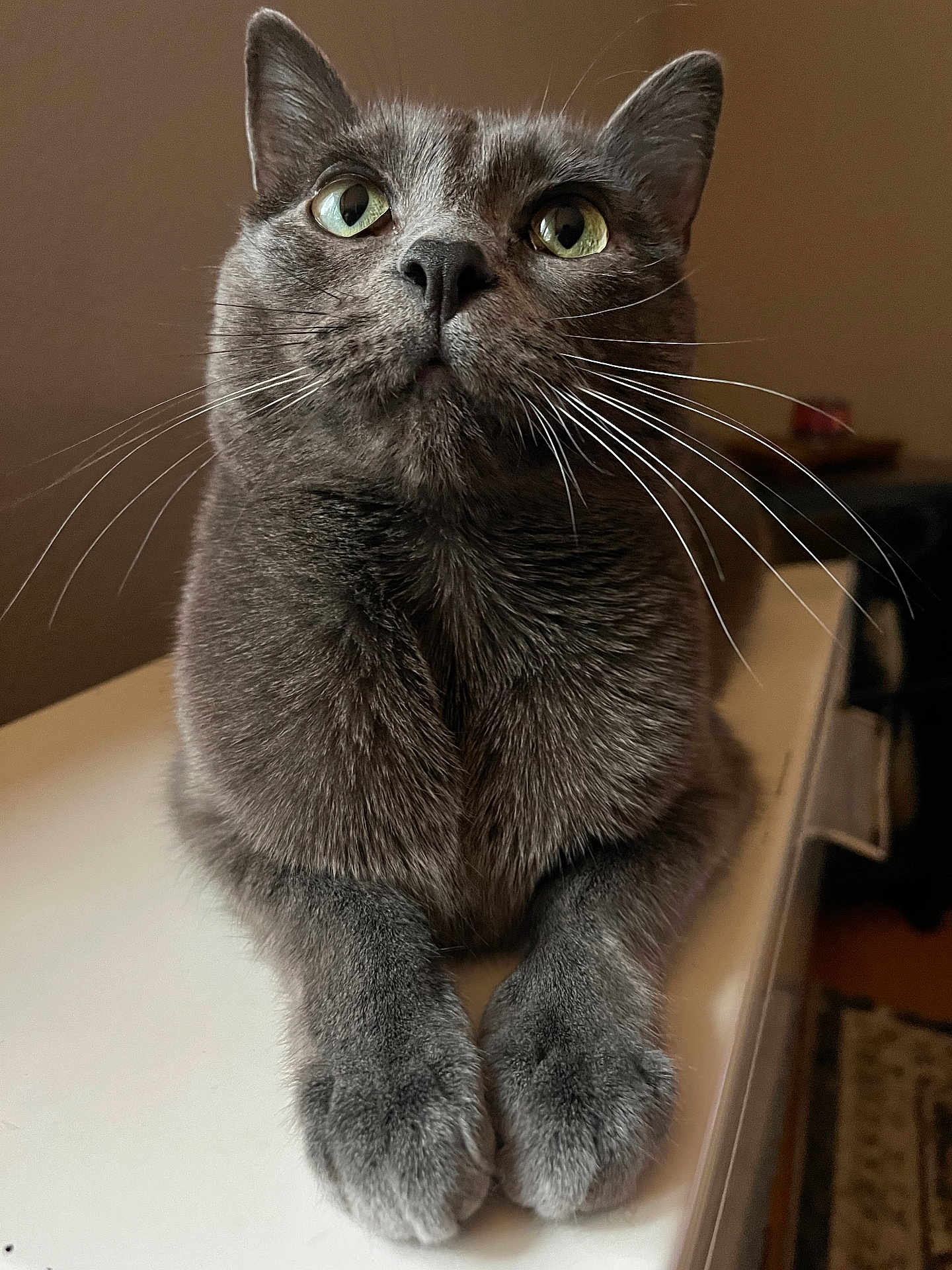 Milo