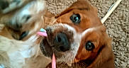 Olly participe au concours pour gagner de l'argent avec cette photo : puppy, dog, carpet, toy, chewing, playful, brown, white, cute, pet, animal, indoor, closeup, happy, ears, snout, fur, nose, tongue, laying