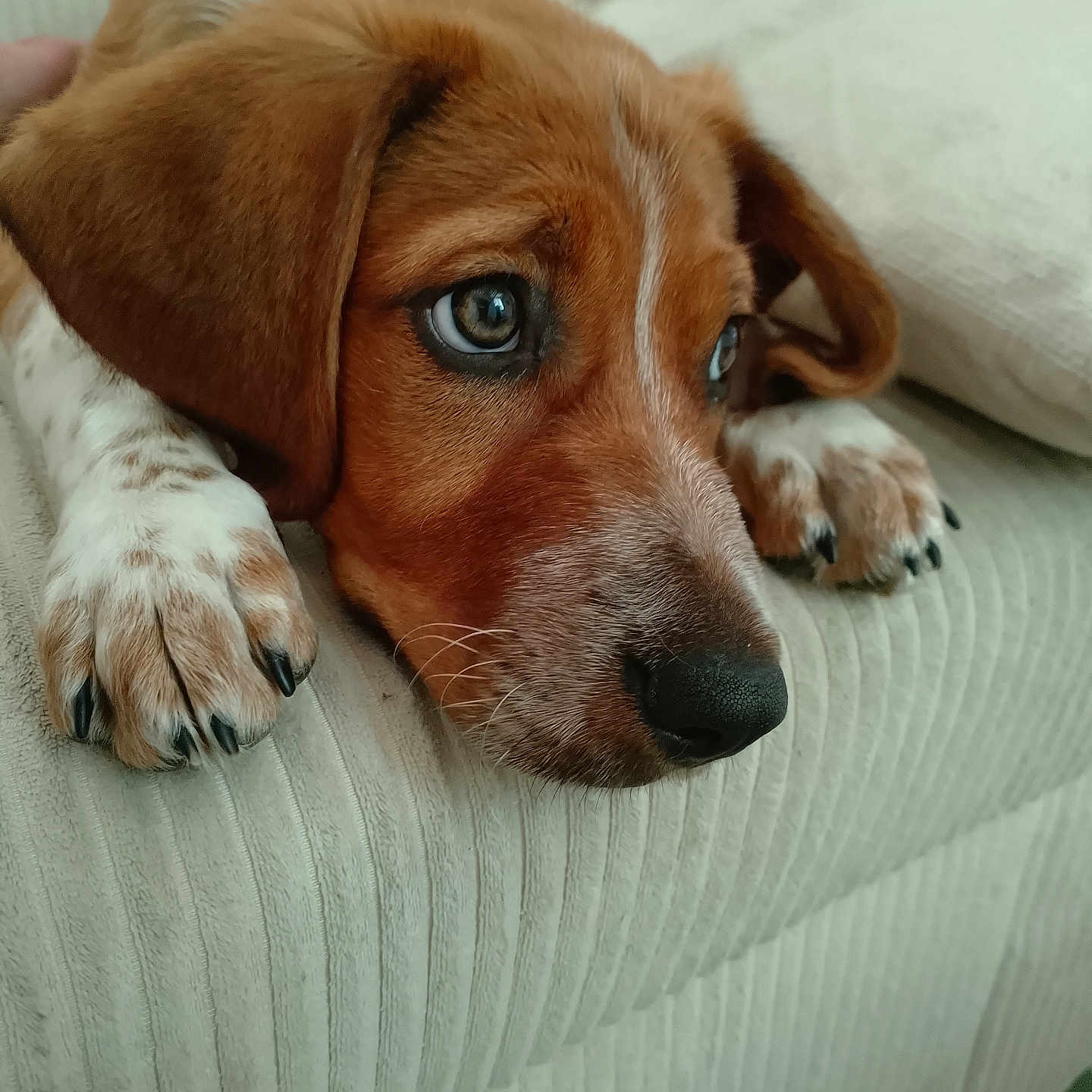 Olly