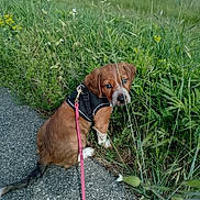 Olly a rejoint le concours — aidez-le/la à gagner de superbes lots ! puppy, dog, brown, white, blue_eyes, harness, leash, grass, wildflowers, path, outdoor, nature, cute, pet, animal, small_dog, sitting, greenery, curious, walking