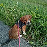 puppy, dog, brown, white, blue_eyes, harness, leash, grass, wildflowers, path, outdoor, nature, cute, pet, animal, small_dog, sitting, greenery, curious, walking