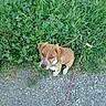 Olly a rejoint le concours — aidez-le/la à gagner de superbes lots ! puppy, dog, grass, greenery, gravel, leash, foot, sandal, toenails, outdoor, nature, pet, cute, animal, small_dog, brown_dog, white_paws, clover, path, looking_up