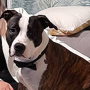 Snow participe au concours pour gagner de l'argent avec cette photo : dog, bow_tie, indoor, couch, cushion, pet, animal, white, black, brown, brindle, face, ears, fur, portrait, home, furniture, leafy_wallpaper, hand, sitting