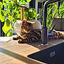 cat, tabby, kitten, indoor, sunlight, kitchen, countertop, sink, faucet, plant, greenery, window, daylight, relaxed, pet, animal, wood, decor, houseplant, modern