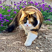 Cathy joined the competition — help win amazing prizes! cat, calico_cat, animal, pet, outdoor, flower, purple_flower, dirt, nature, whiskers, feline, walking, closeup, garden, fur, eye, paw, plant, sunlight, ground