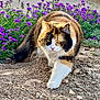 animal, calico_cat, cat, closeup, dirt, eye, feline, flower, fur, garden, ground, nature, outdoor, paw, pet, plant, purple_flower, sunlight, walking, whiskers