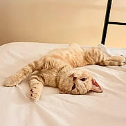 Praline participe au concours pour gagner de l'argent avec cette photo : animal, bed, cat, cozy, cream_colored, cute, domestic, feline, fur, indoor, lying_down, paw, pet, relaxed, resting, sleepy, soft, striped, whiskers, white_bed_sheet