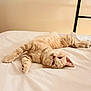 animal, bed, cat, cozy, cream_colored, cute, domestic, feline, fur, indoor, lying_down, paw, pet, relaxed, resting, sleepy, soft, striped, whiskers, white_bed_sheet