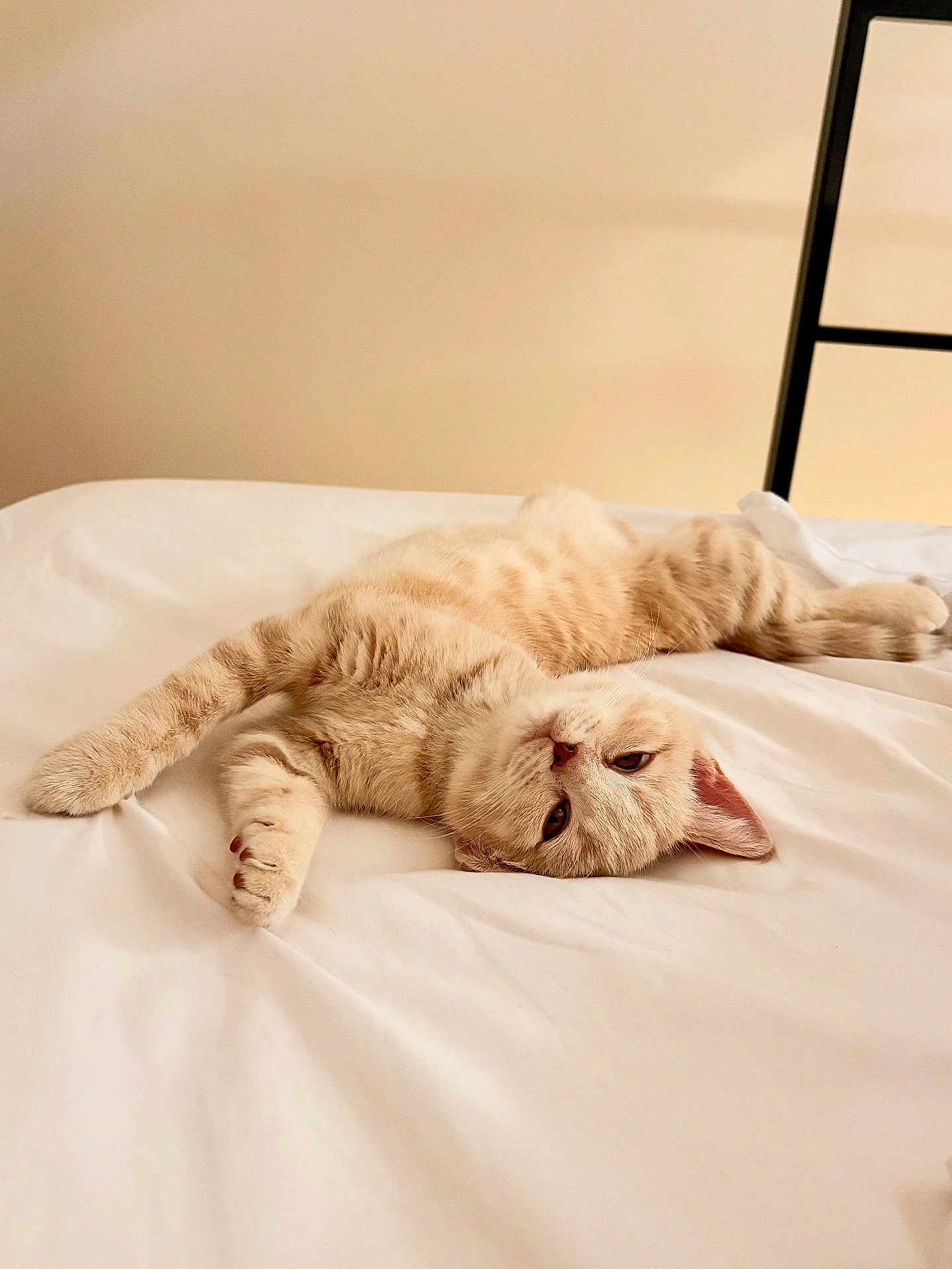 Praline