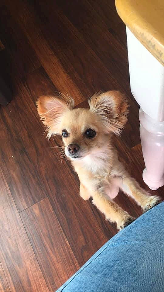 Jackson joined the competition — help win amazing prizes! canidae, carnivore, companion_dog, dog, dog_breed, dog_supply, fawn, fur, hardwood, liver, pet_supply, plank, snout, sporting_group, toy_dog, varnish, whiskers, wood, wood_stain, working_animal