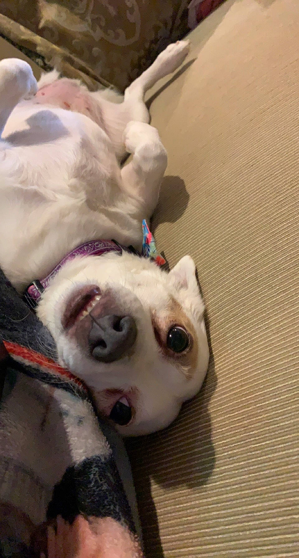 Cheaky is registered to the contest to win money with this photo: canidae, carnivore, collar, companion_dog, dog, dog_breed, dog_collar, dog_supply, fawn, fur, guard_dog, leash, paw, snout, sporting_group, stuffed_toy, terrestrial_animal, whiskers, working_animal, wrinkle