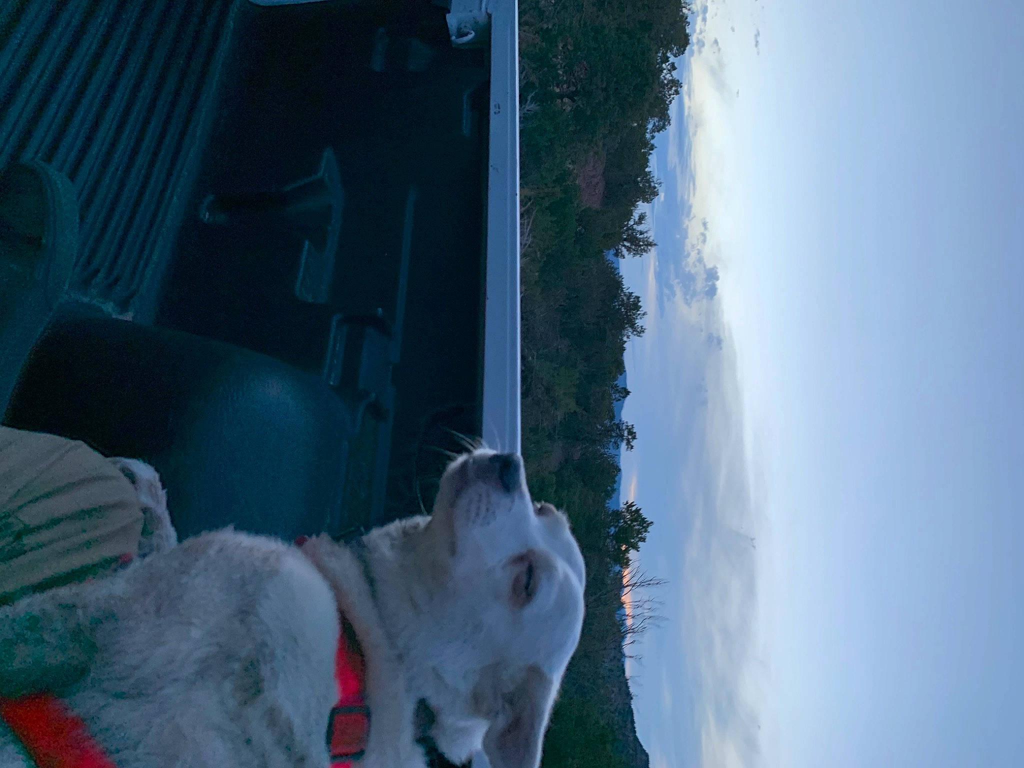 Cheaky joined the competition — help win amazing prizes! canidae, carnivore, cloud, companion_dog, dog, dog_breed, fur, plant, sky, sporting_group, tree, water, window, winter