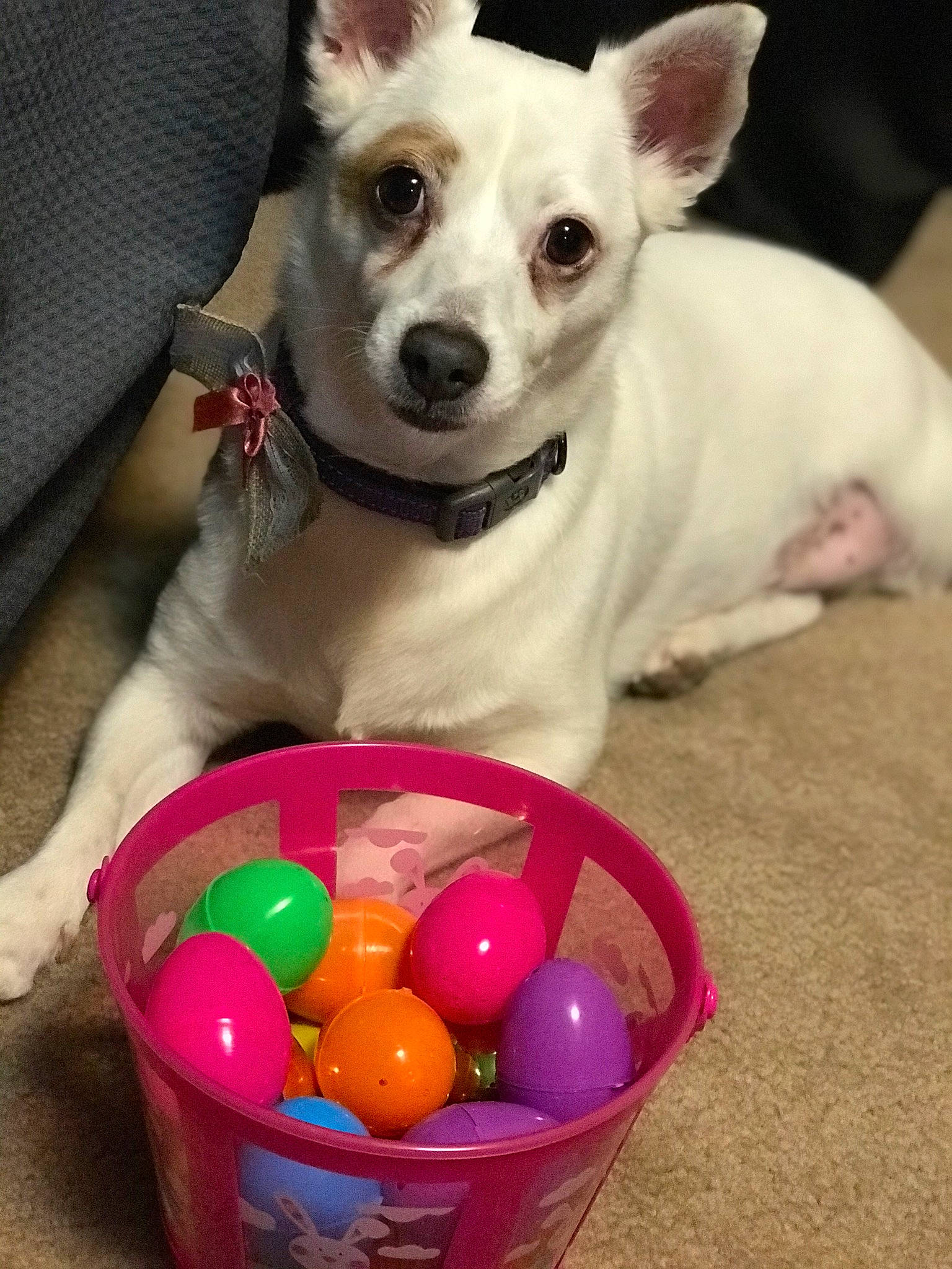 Cheaky joined the competition — help win amazing prizes! basket, bowl, carnivore, collar, companion_dog, dog, dog_breed, dog_supply, easter, easter_egg, event, fawn, pet_supply, plastic, recreation, snout, tableware, toy_dog, whiskers, working_animal