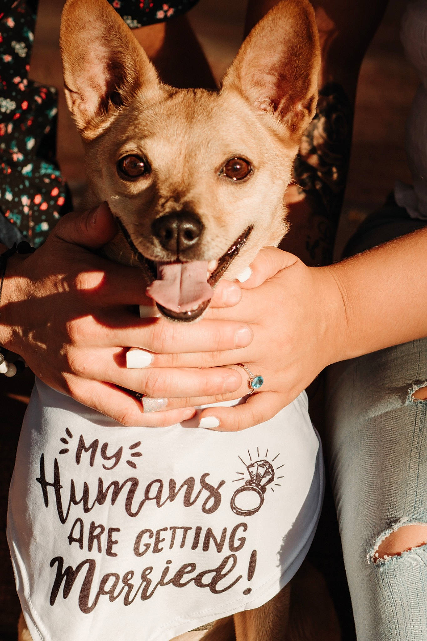 Turtle joined the competition — help win amazing prizes! canidae, carnivore, chihuahua, companion_dog, dog, dog_breed, dog_supply, event, fawn, font, fur, gesture, handwriting, photograph, snapshot, snout, toy_dog, vertebrate, whiskers, white