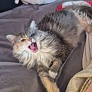 Birdie is registered to the contest to win money with this photo: cat, feline, longhair_cat, yawning, mouth_open, teeth, bed, blanket, pillow, plush_toy, domestic_animal, pet, whiskers, fur, paw, reclining, cozy, indoor, sleepy, playful