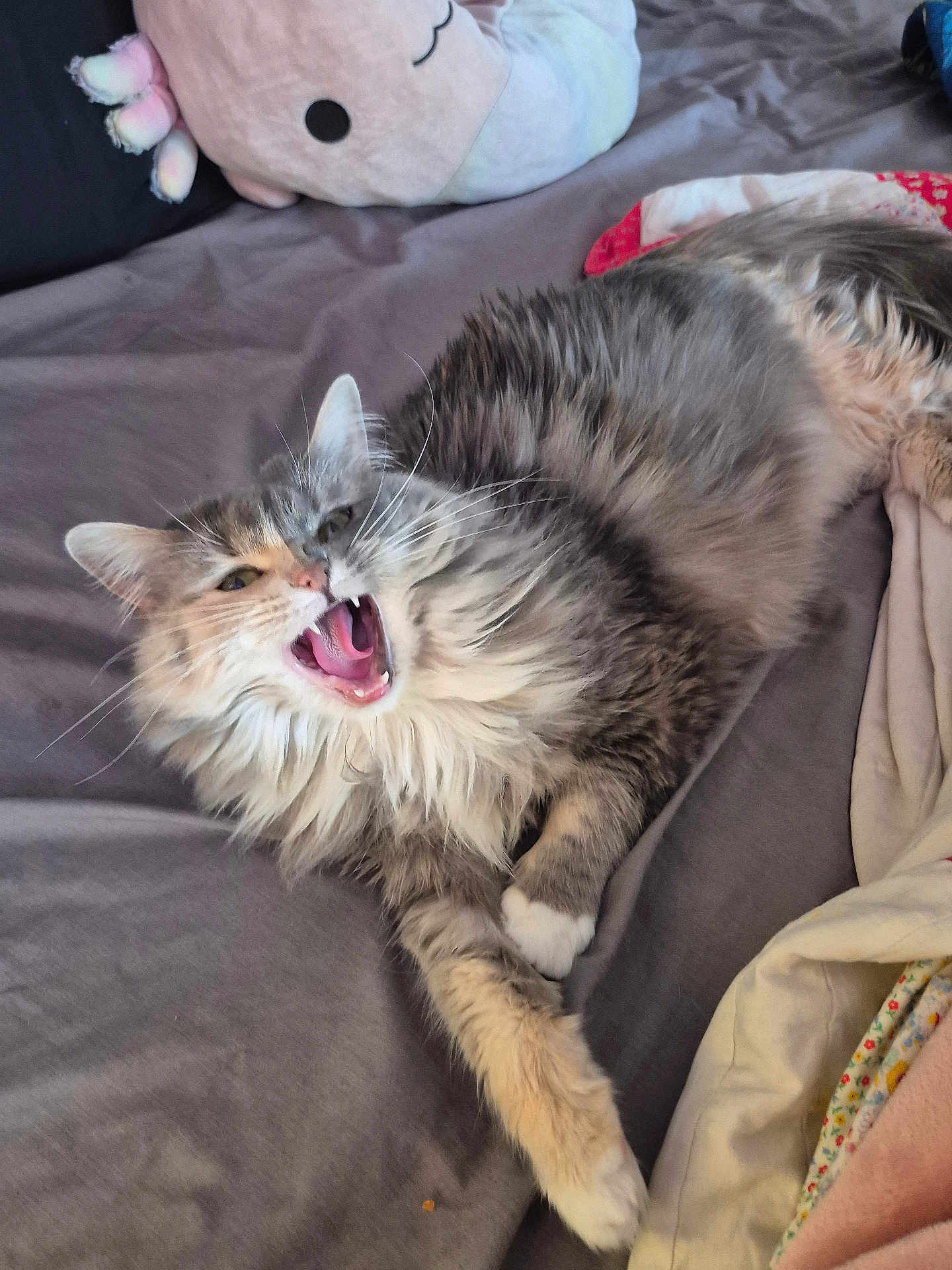 Birdie is registered to the contest to win money with this photo: cat, feline, longhair_cat, yawning, mouth_open, teeth, bed, blanket, pillow, plush_toy, domestic_animal, pet, whiskers, fur, paw, reclining, cozy, indoor, sleepy, playful