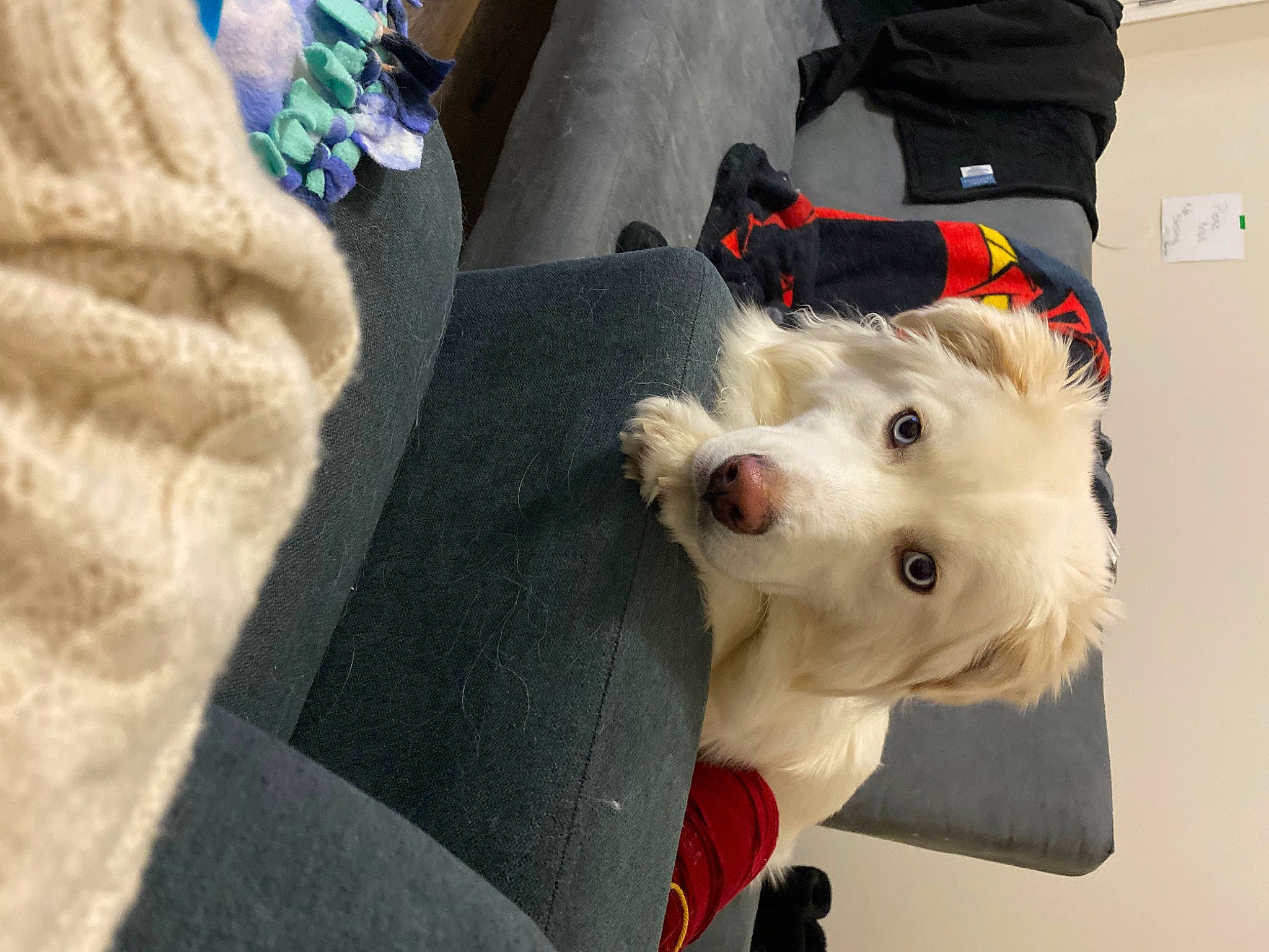 Gojo joined the competition — help win amazing prizes! canidae, carnivore, collar, companion_dog, dog, dog_breed, dog_clothes, dog_collar, dog_supply, eyewear, fashion_accessory, fur, leash, personal_protective_equipment, small_terrier, snout, sporting_group, terrier, toy_dog, working_animal