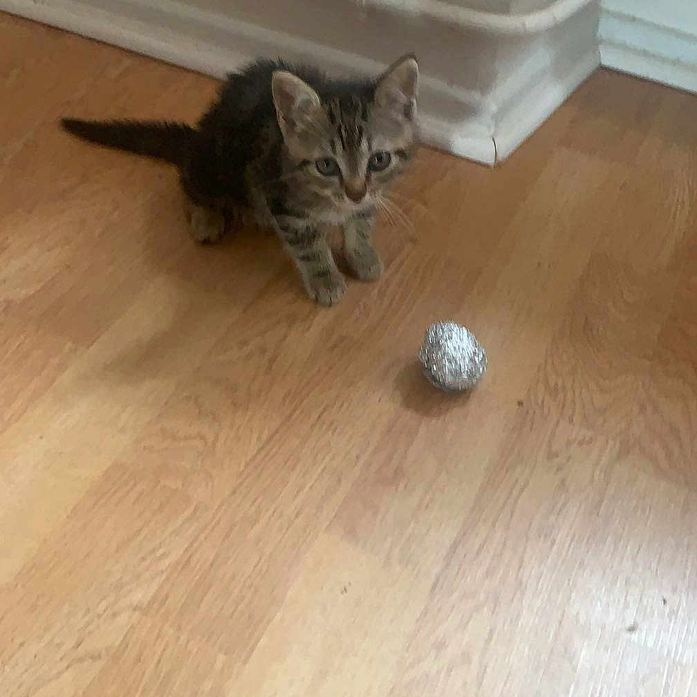 Nala a rejoint le concours — aidez-le/la à gagner de superbes lots ! abyssinian, animal, ball, cat, egyptiancat, furniture, golf, golfball, hardwood, indoors, interiordesign, invertebrate, kitten, manx, pet, plywood, spider, stainedwood, table, wood