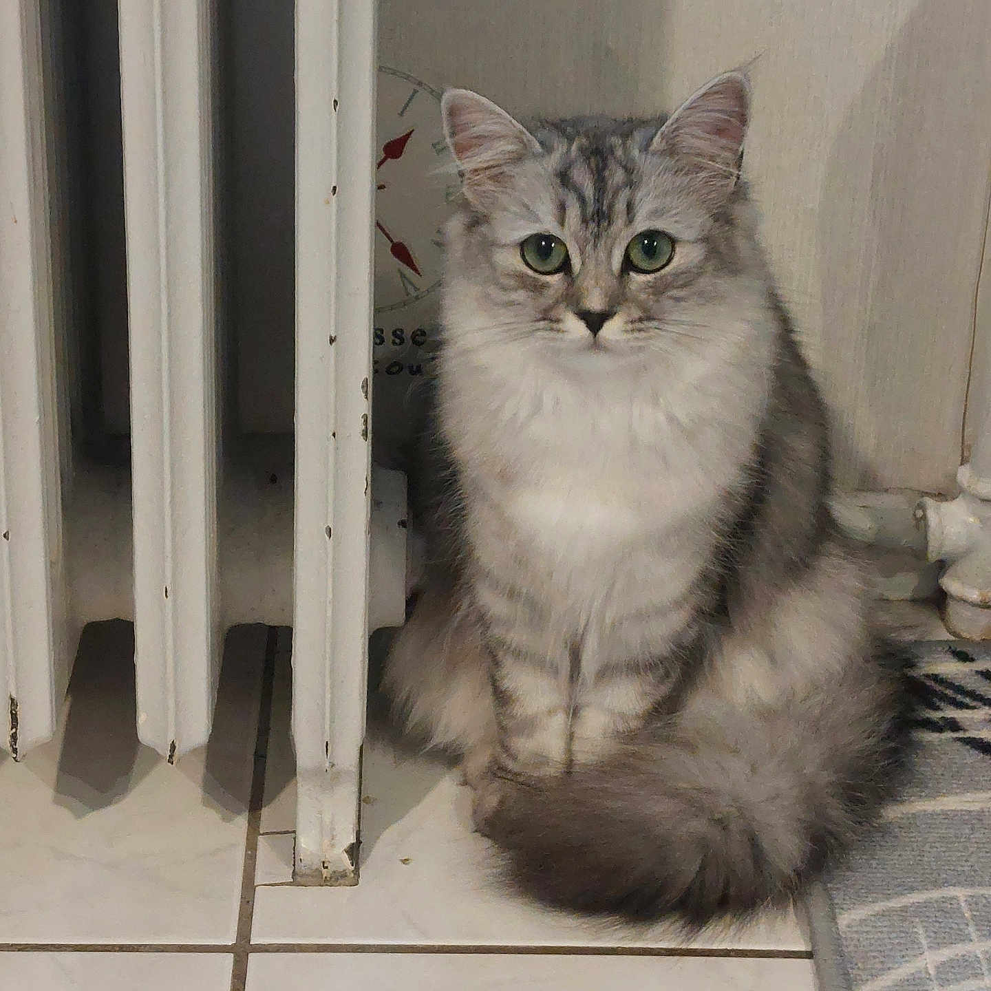 Vénus participe au concours pour gagner de l'argent avec cette photo : alert, cat, cozy, curious, cute, domestic, feline, floor, fluffy, fur, gray, green_eyes, indoor, pet, radiator, rug, sitting, tile, whiskers, white
