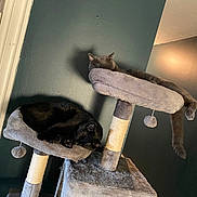Raffi joined the competition — help win amazing prizes! animal, black_cat, cat, cat_tree, cats, cozy, furniture, gray_cat, household, indoor, lighting, lounging, paw, perch, pet, pet_toys, relaxing, sleeping, tail, wall