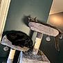 animal, black_cat, cat, cat_tree, cats, cozy, furniture, gray_cat, household, indoor, lighting, lounging, paw, perch, pet, pet_toys, relaxing, sleeping, tail, wall