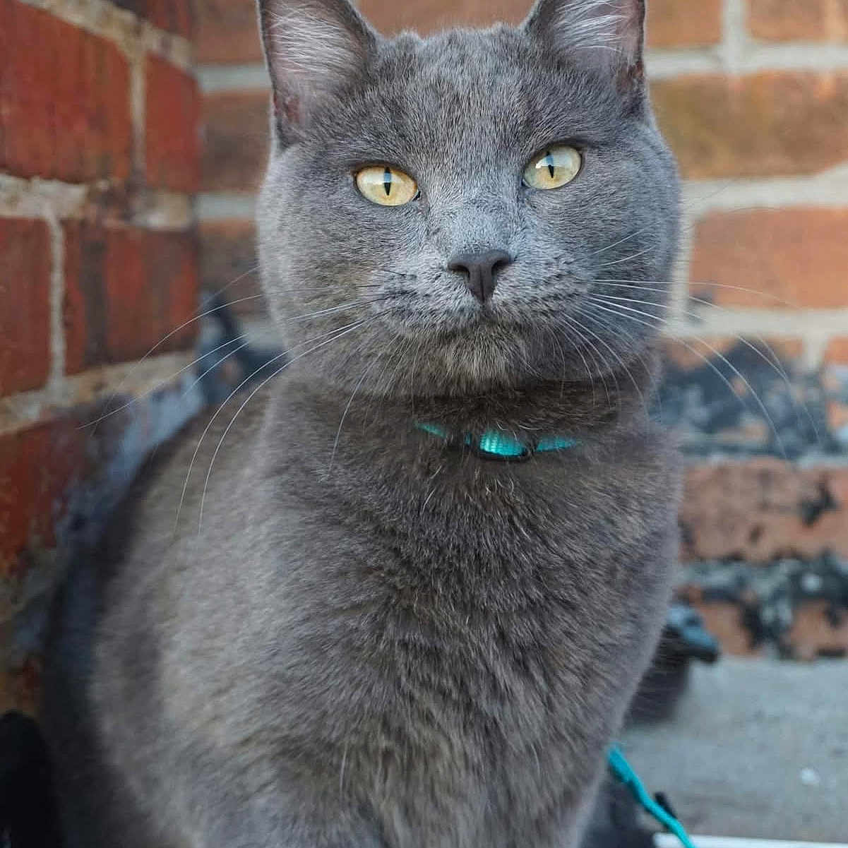 Raffi is registered to the contest to win money with this photo: animal, brick_wall, calm, cat, close_up, collar, cute, domestic_animal, ears, feline, focused, fur, gray_cat, outdoor, pet, portrait, sitting, teal_collar, whiskers, yellow_eyes