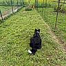dog, black_and_white, grass, fence, chicken, rural, yard, farm, animal, outdoor, nature, pet, green, field, bird, watching, path, group, countryside, daytime