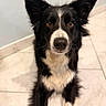 Saïkaat a rejoint le concours — aidez-le/la à gagner de superbes lots ! dog, border_collie, black_and_white, pet, animal, indoor, floor, tile, ears, fur, muzzle, portrait, cute, looking_at_camera, domestic_animal, canine, whiskers, sitting, alert, companion